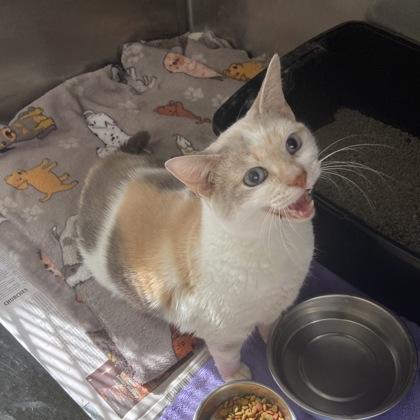 Enlarge Dumpling, a Adoptable mixed breed in Wilkesboro, NC image 3/3