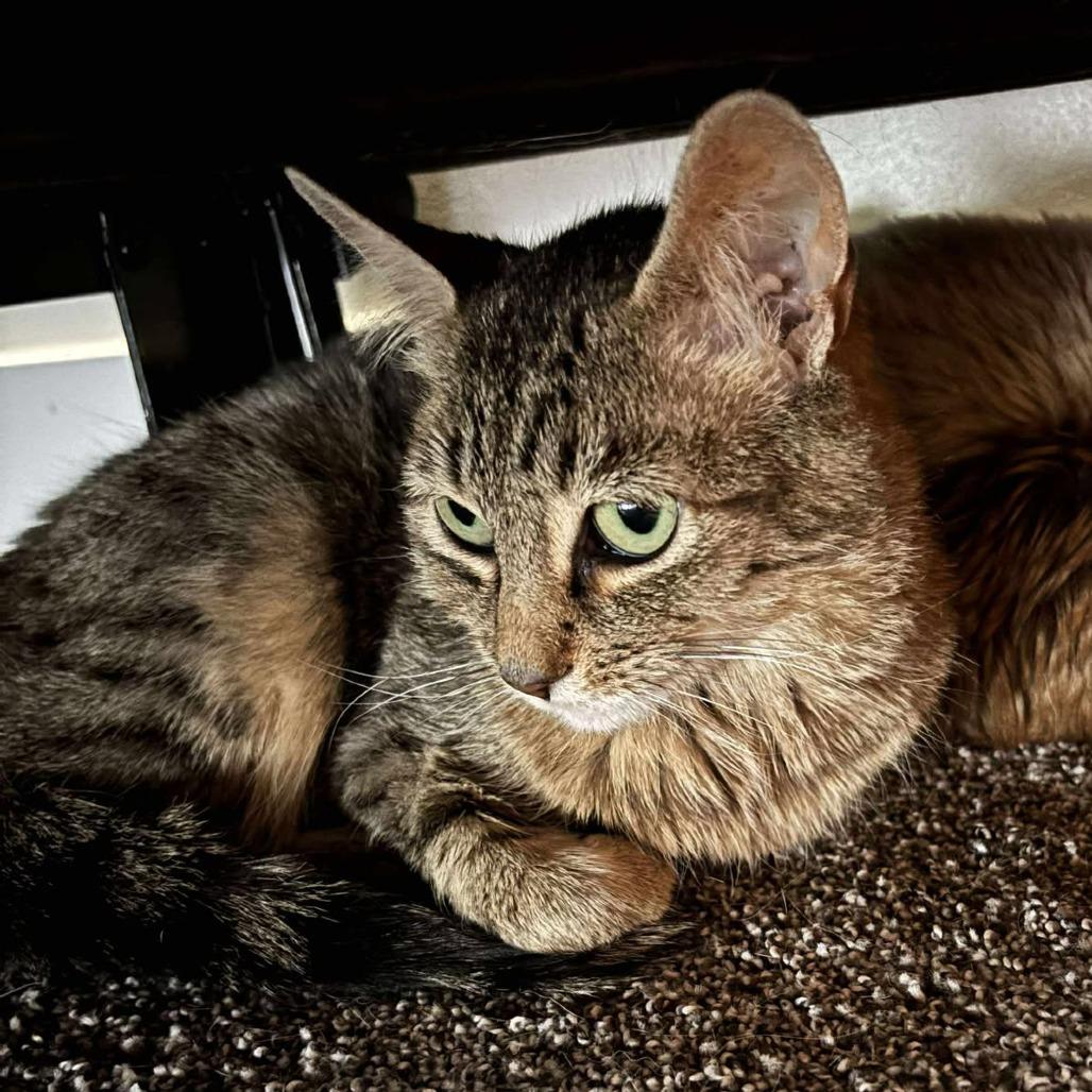 Enlarge Bridget Veo, a Adoptable Domestic Short Hair in Eagle Mountain, UT image 1/1