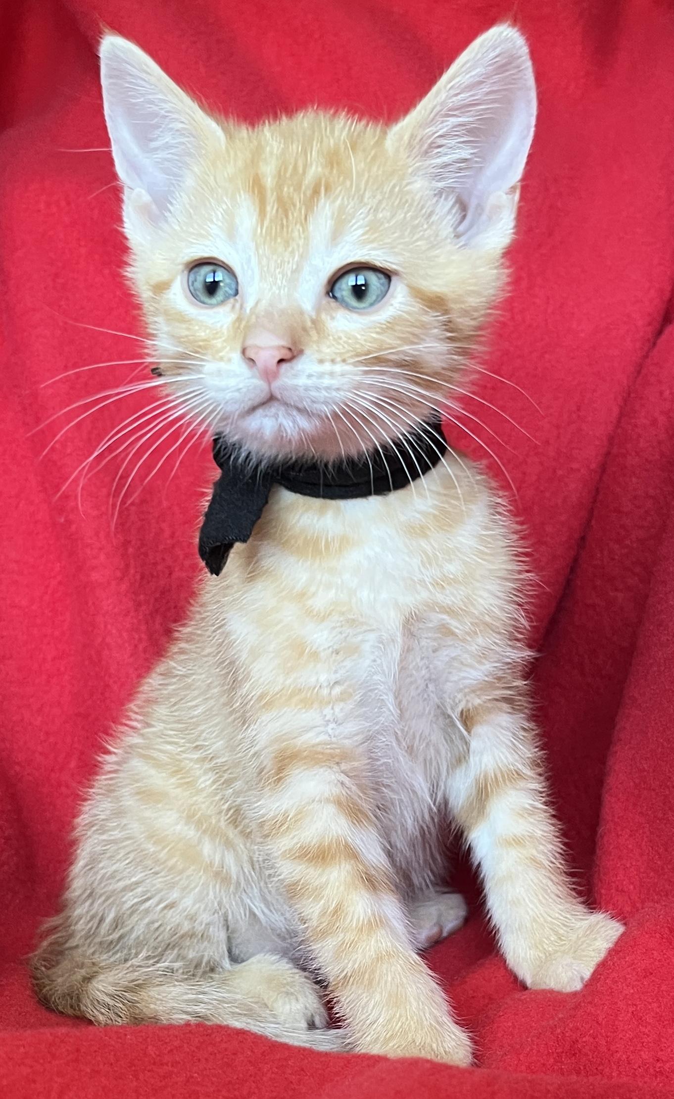 Enlarge Taco, a ADOPTABLE Tabby in Lake Oswego, OR image 3/3