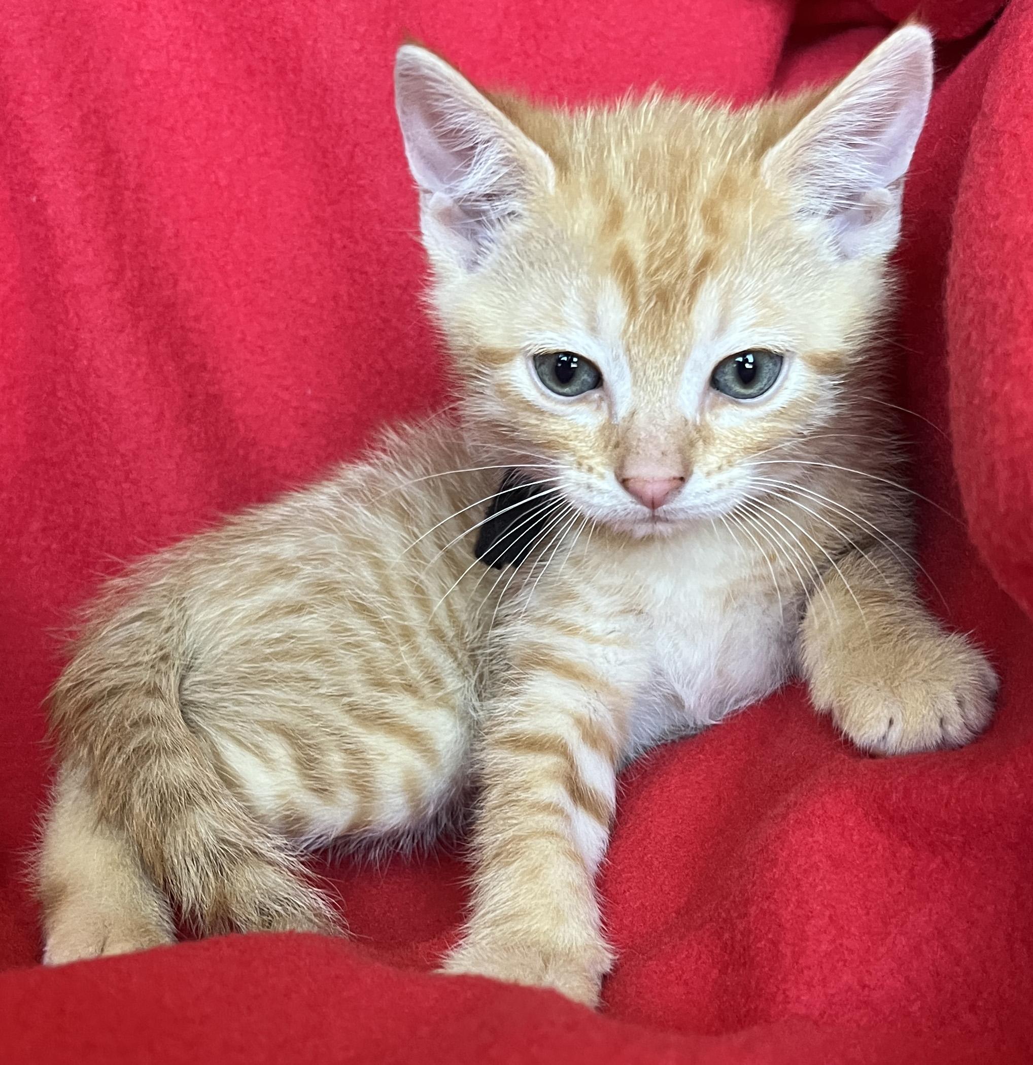 Enlarge Taco, a ADOPTABLE Tabby in Lake Oswego, OR image 2/3