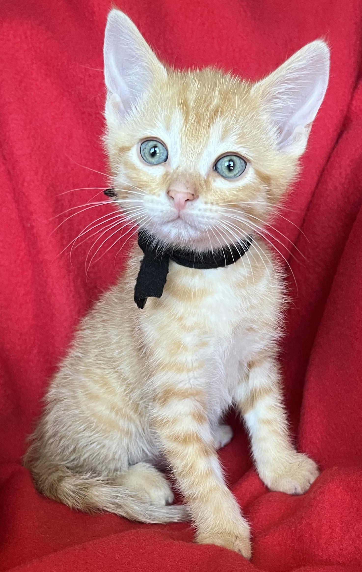 Enlarge Taco, a ADOPTABLE Tabby in Lake Oswego, OR image 1/3
