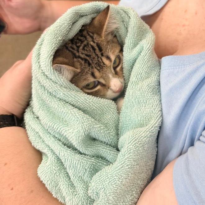 Garet, Adoptable, Kitten Male Domestic Short Hair.