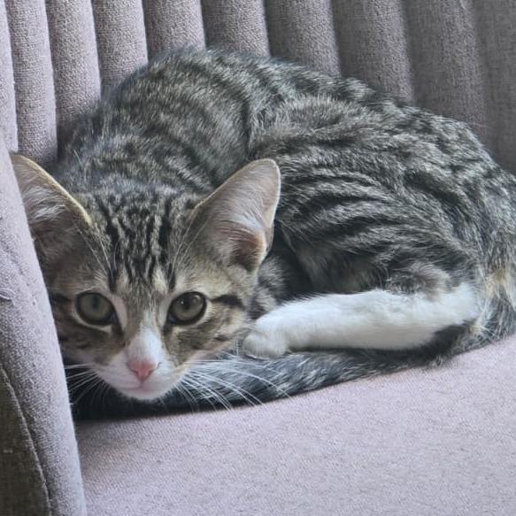 Enlarge Garet, a Adoptable Domestic Short Hair in Winchester, VA image 2/3