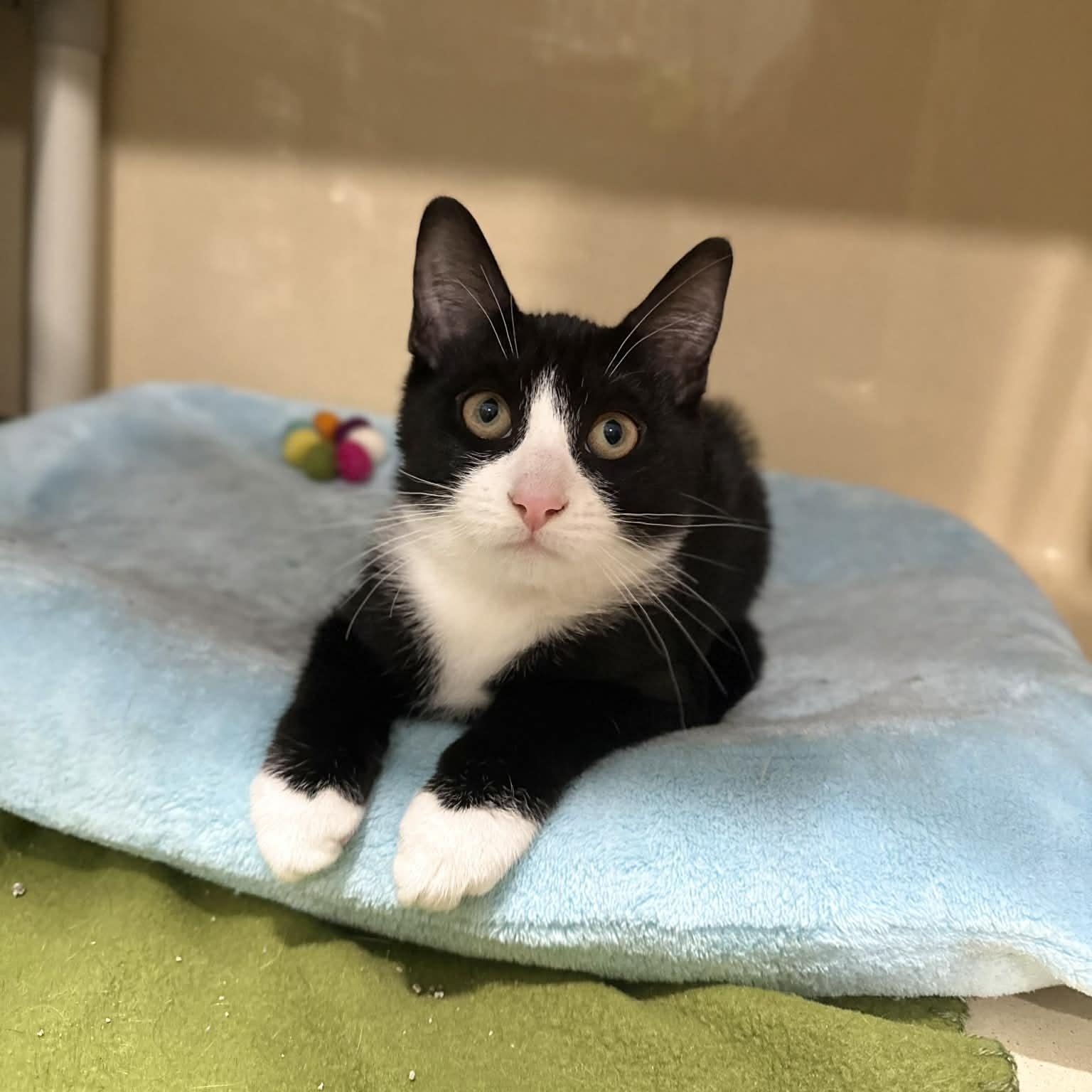 Enlarge Stevan, a ADOPTABLE mixed breed in Penn Yan, NY image 3/4