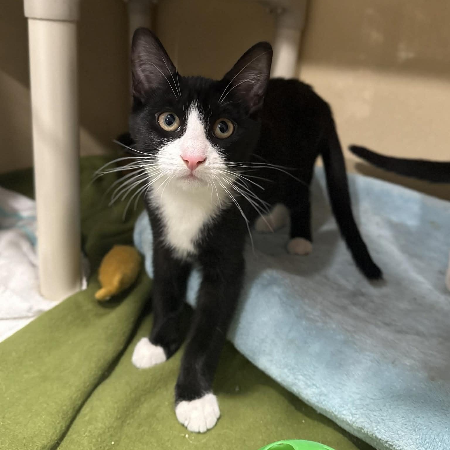 Stevan, ADOPTABLE, Kitten Male Domestic Short Hair & Tuxedo.
