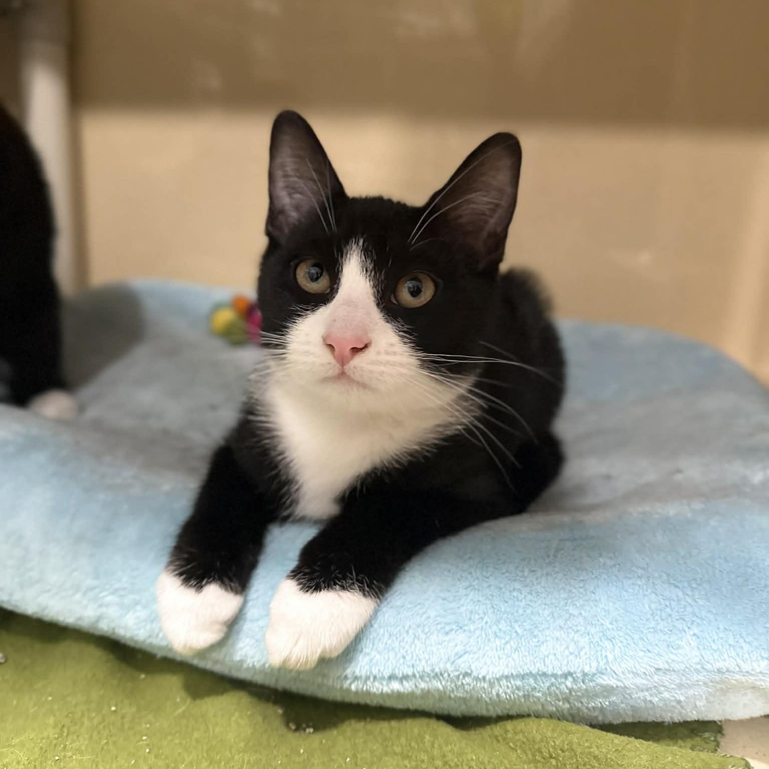 Enlarge Stevan, a ADOPTABLE mixed breed in Penn Yan, NY image 2/4