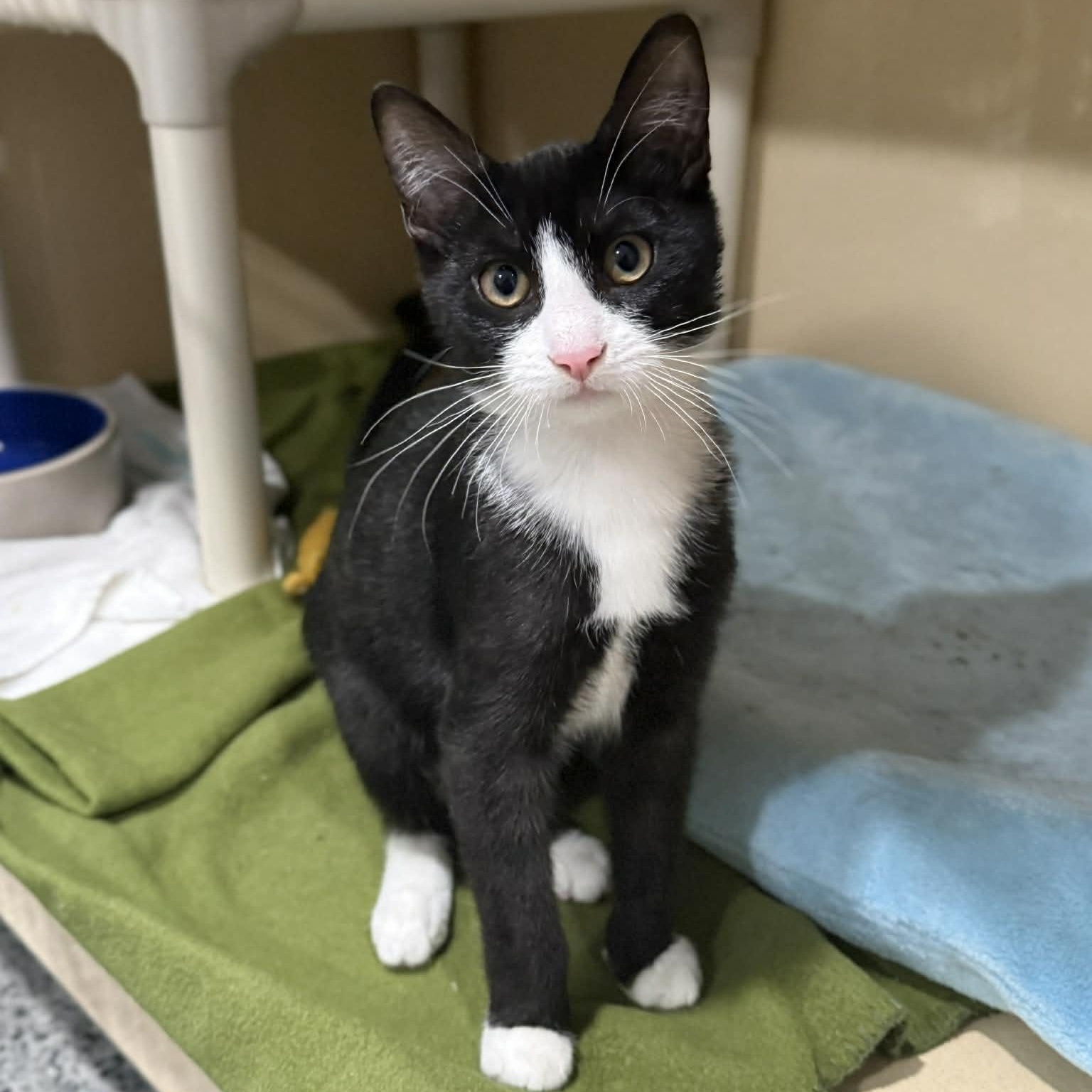 Enlarge Stevan, a ADOPTABLE mixed breed in Penn Yan, NY image 4/4