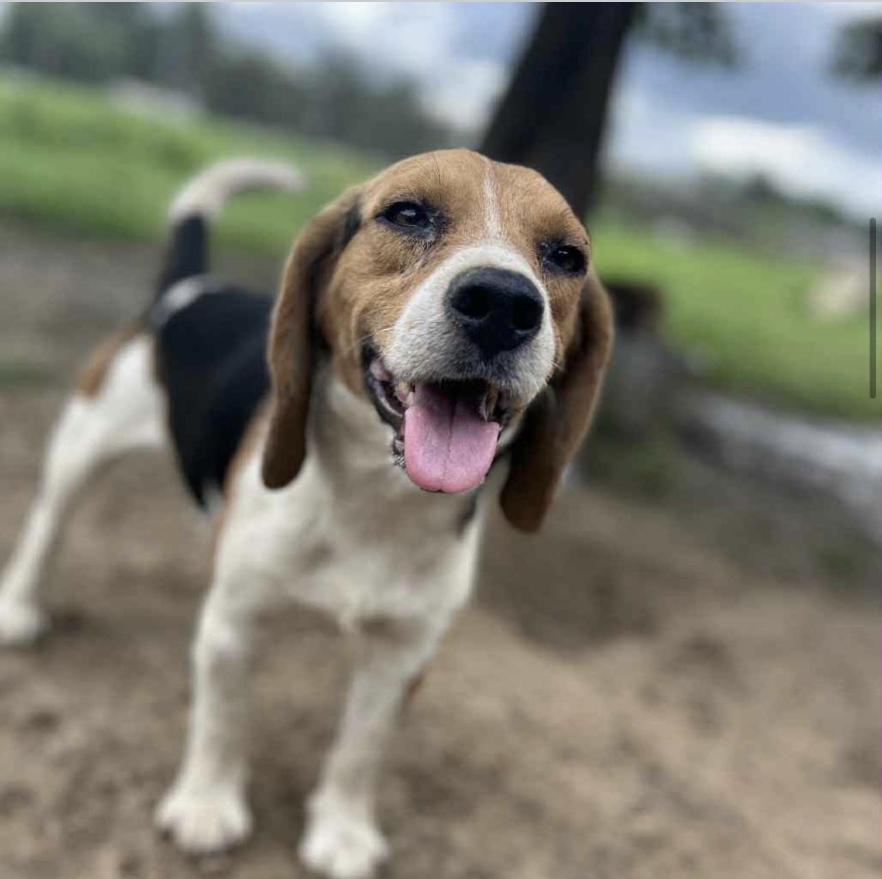 Bert in NH! Come Meet our Adoptable Dogs Wednesday-Saturday. More info in Bio!