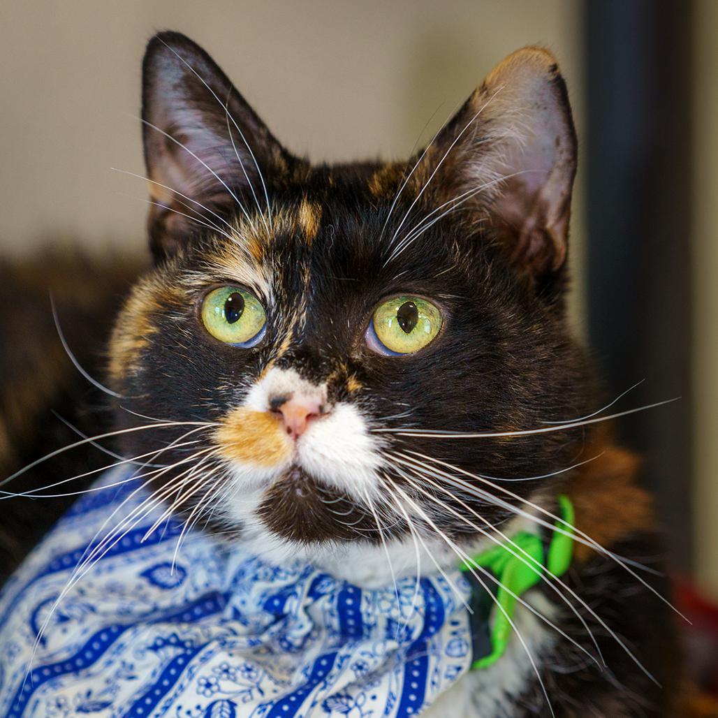 Nellie, Adoptable, Senior Female Domestic Short Hair.
