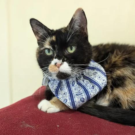Enlarge Nellie, a Adoptable Domestic Short Hair in Lakewood, CO image 2/6