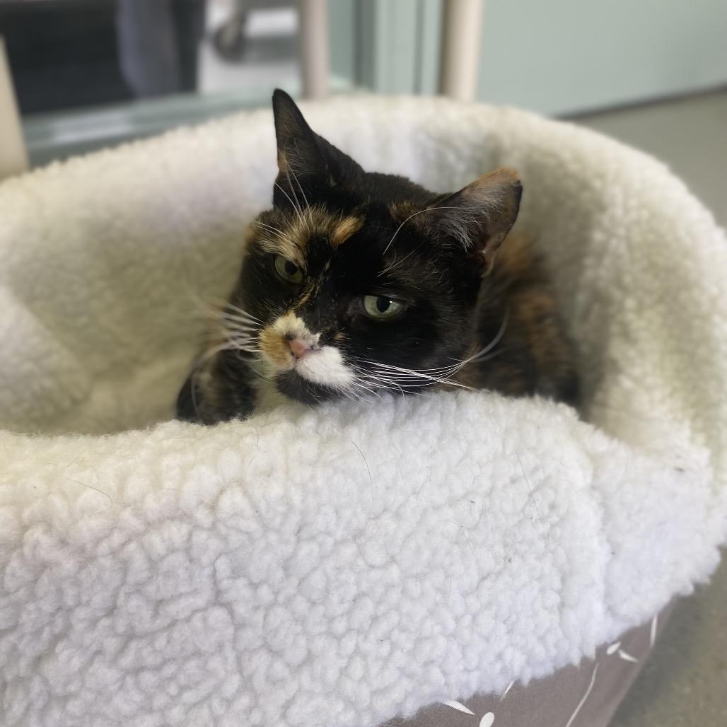 Enlarge Nellie, a Adoptable Domestic Short Hair in Lakewood, CO image 4/6