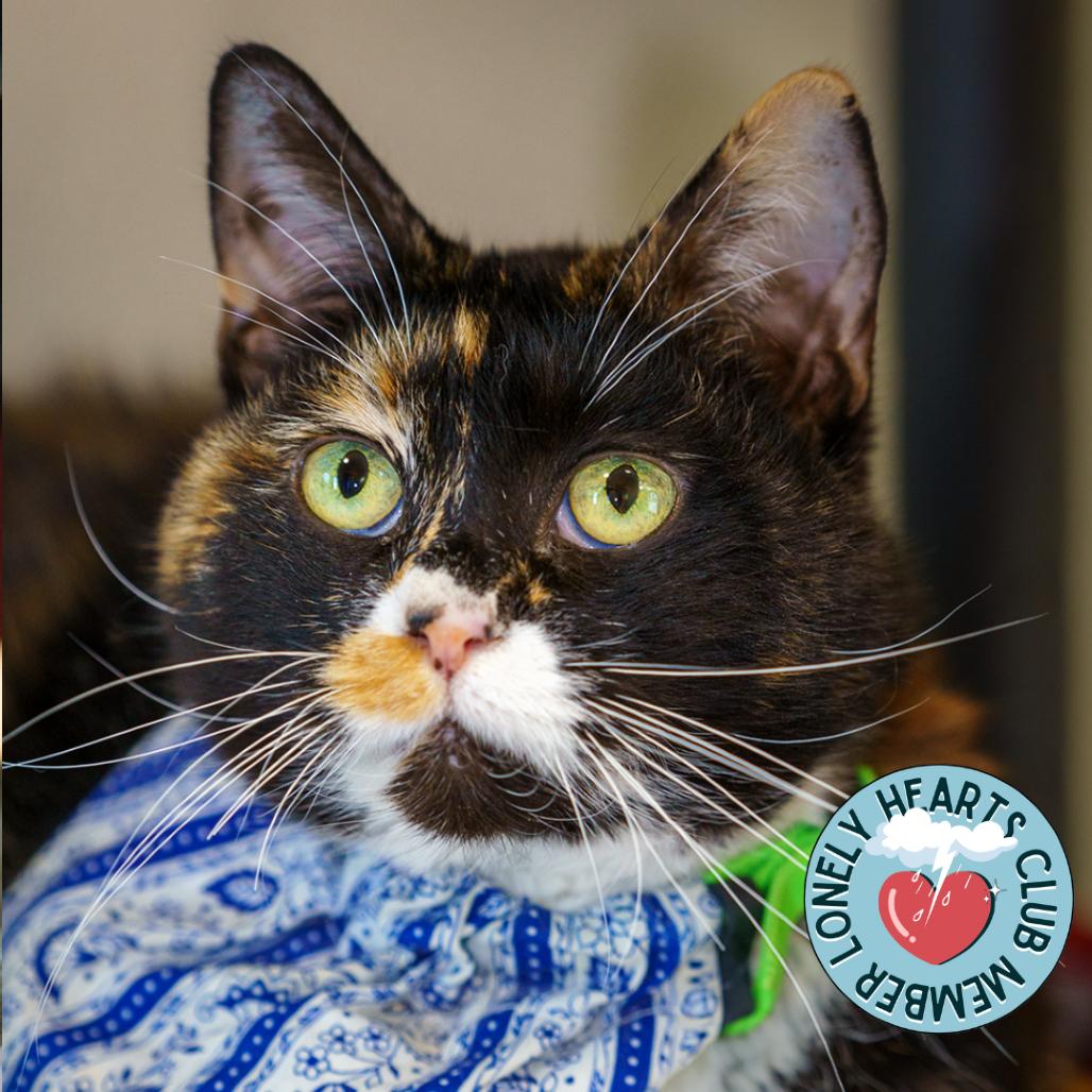 Enlarge Nellie, a Adoptable Domestic Short Hair in Lakewood, CO image 5/6