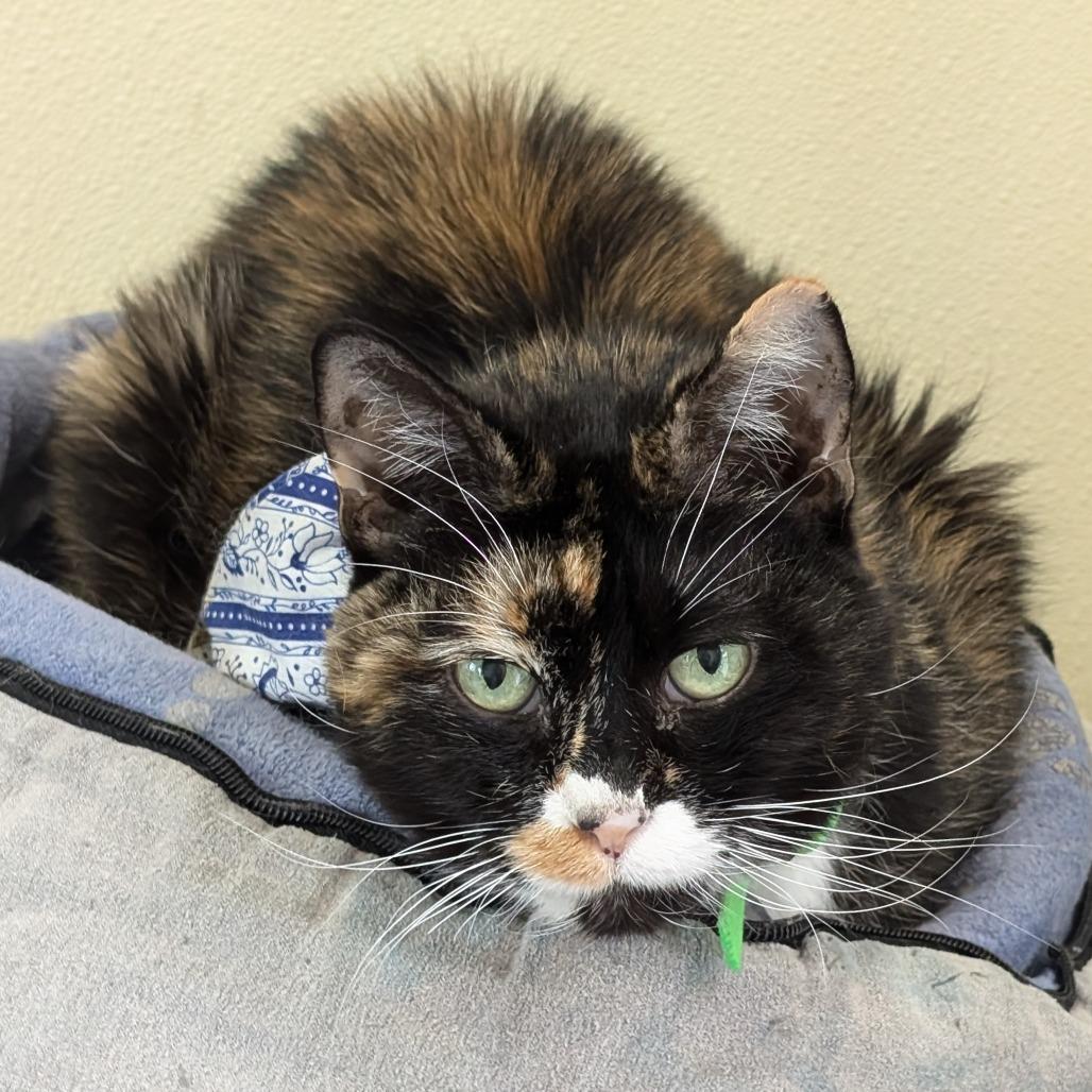 Enlarge Nellie, a Adoptable Domestic Short Hair in Lakewood, CO image 6/6