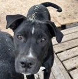 Enlarge Amber - Transport Available, a Adoptable mixed breed in Latham, NY image 5/6