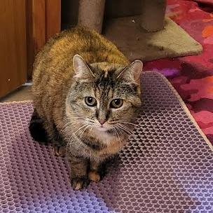 Barley, Adoptable, Adult Female Domestic Short Hair.