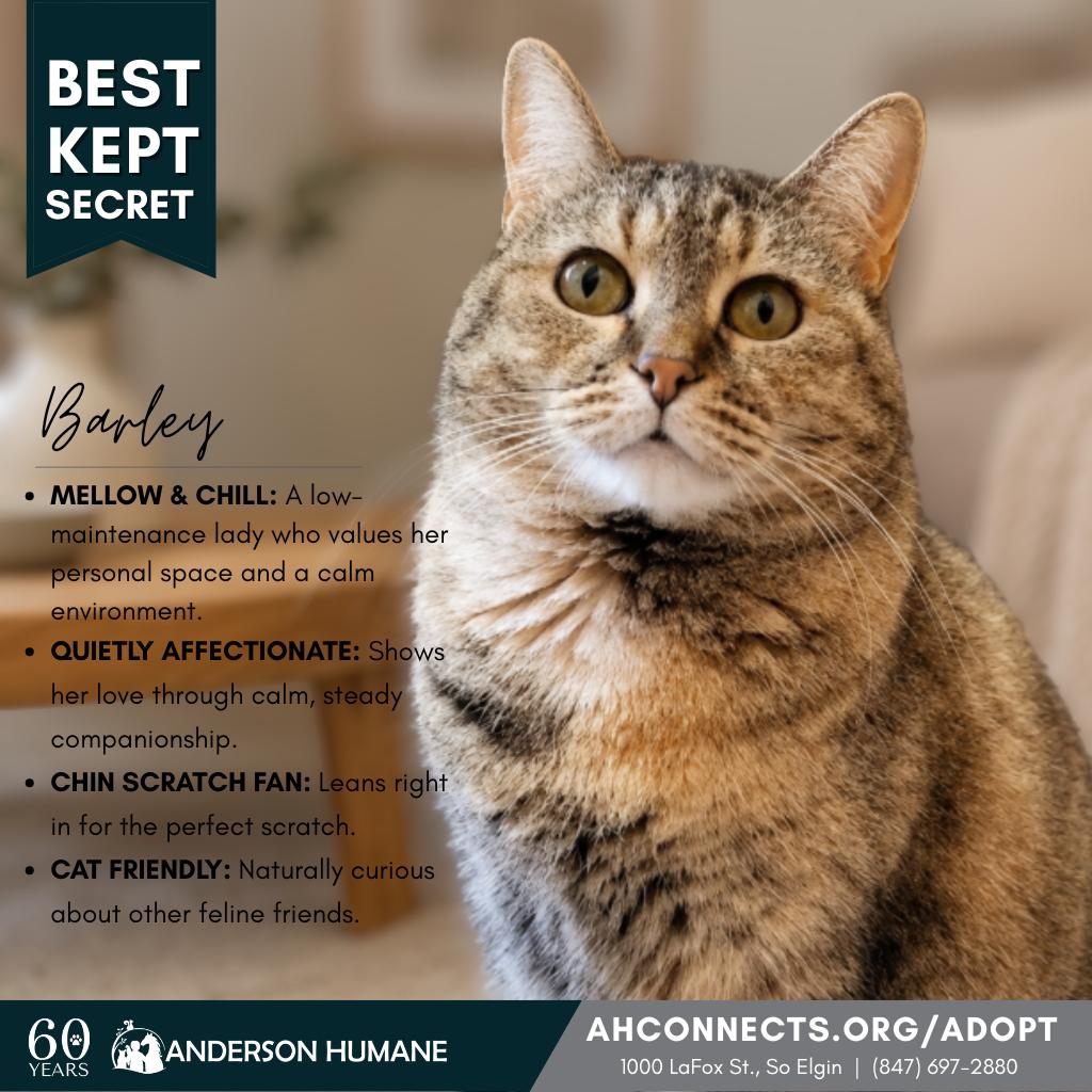 Enlarge Barley, a Adoptable Domestic Short Hair in South Elgin, IL image 2/6