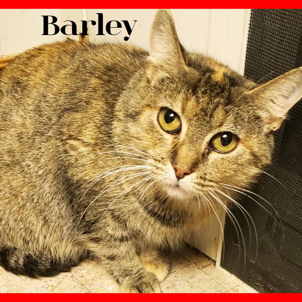 Enlarge Barley, a Adoptable Domestic Short Hair in South Elgin, IL image 2/6