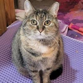 Enlarge Barley, a Adoptable Domestic Short Hair in South Elgin, IL image 3/6