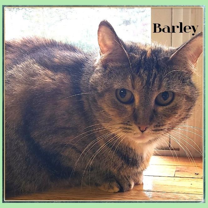 Enlarge Barley, a Adoptable Domestic Short Hair in South Elgin, IL image 4/6