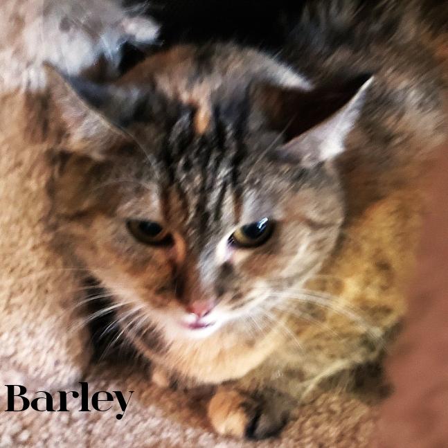 Enlarge Barley, a Adoptable Domestic Short Hair in South Elgin, IL image 5/6