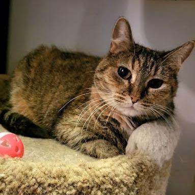 Enlarge Barley, a Adoptable Domestic Short Hair in South Elgin, IL image 6/6