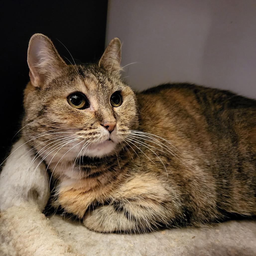 Enlarge Barley, a Adoptable Domestic Short Hair in South Elgin, IL image 6/6