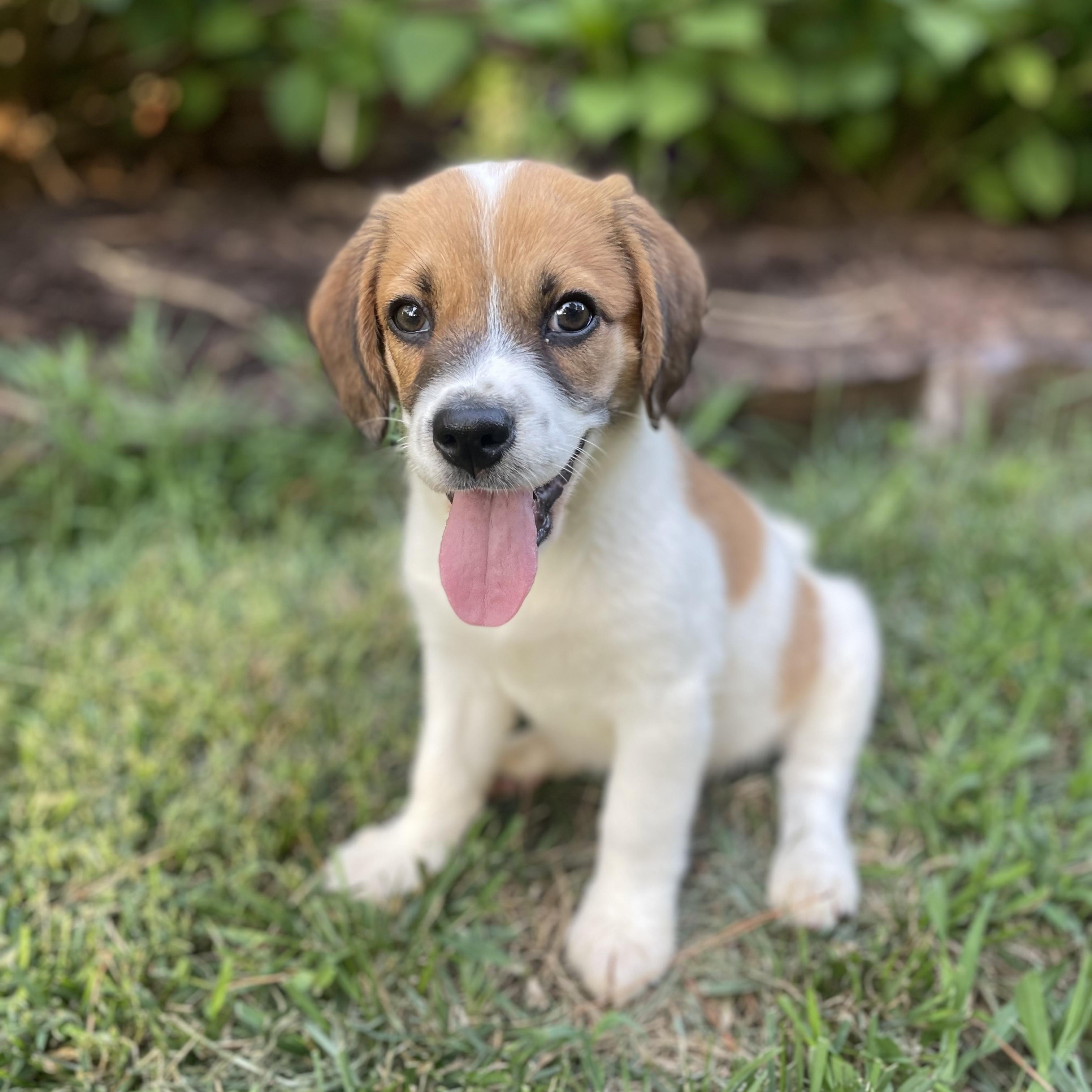 Enlarge Teriyaki, a ADOPTABLE mixed breed in Rock Hill, SC image 2/6