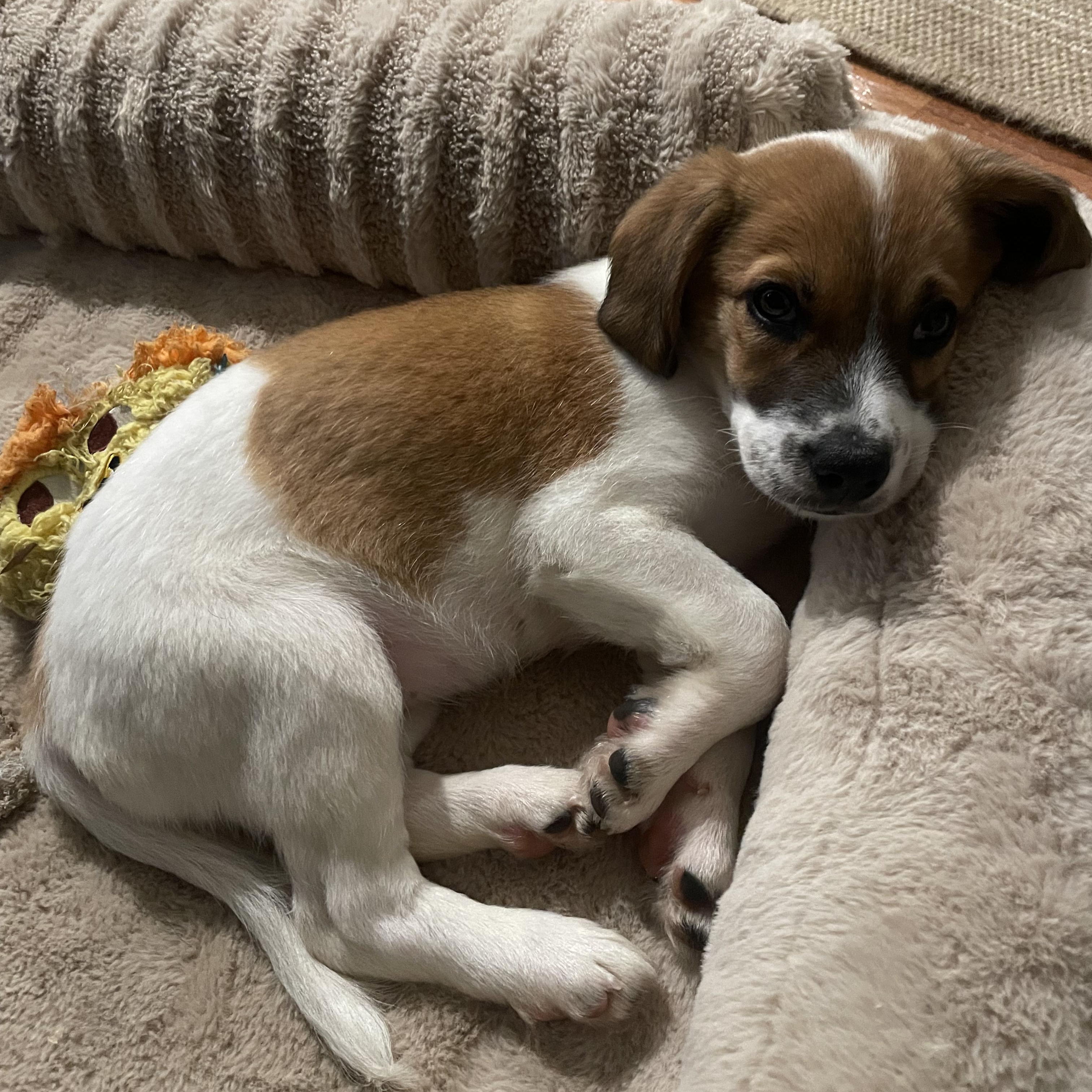 Enlarge Teriyaki, a ADOPTABLE mixed breed in Rock Hill, SC image 6/6