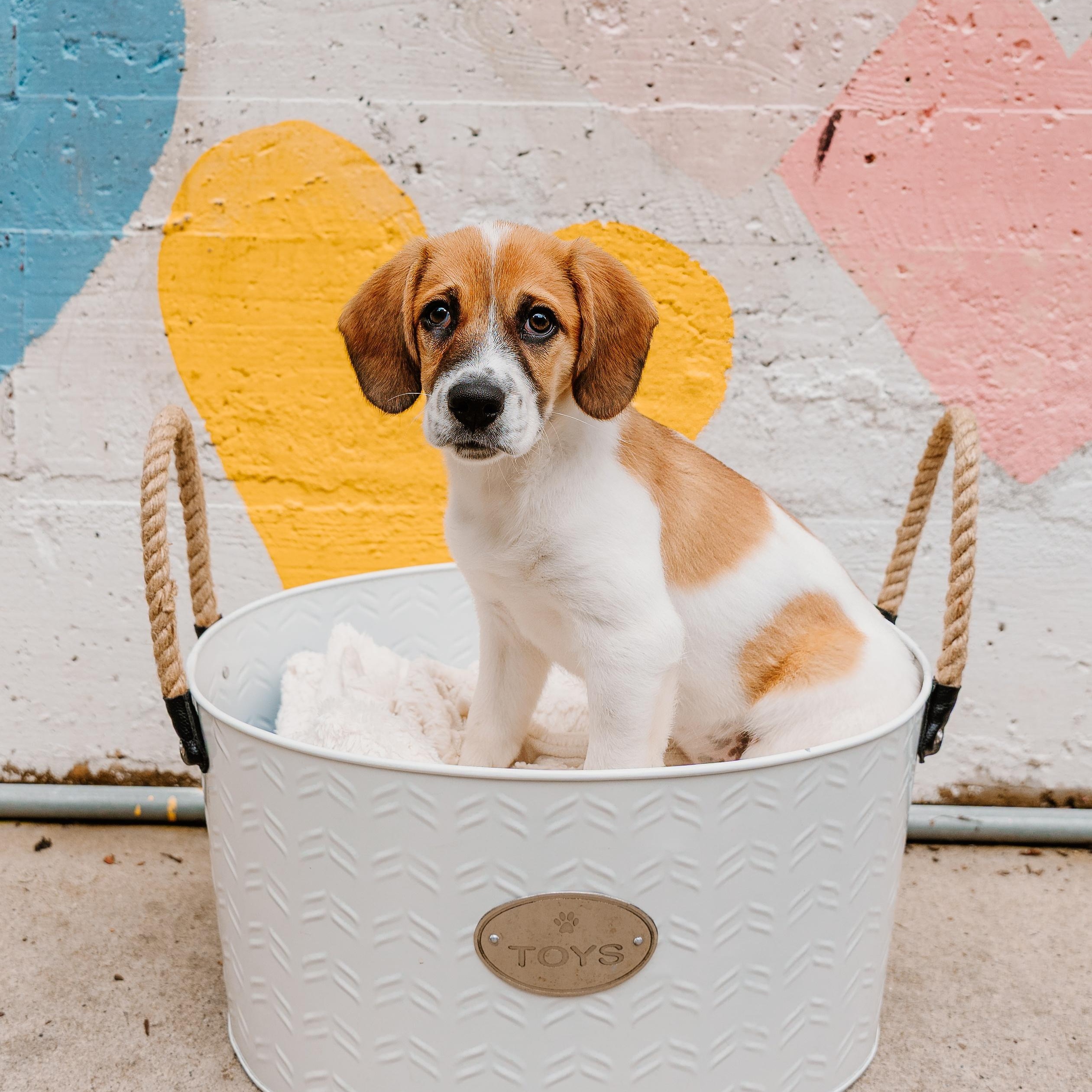 Teriyaki, ADOPTABLE, Puppy Female Beagle & Mixed Breed.