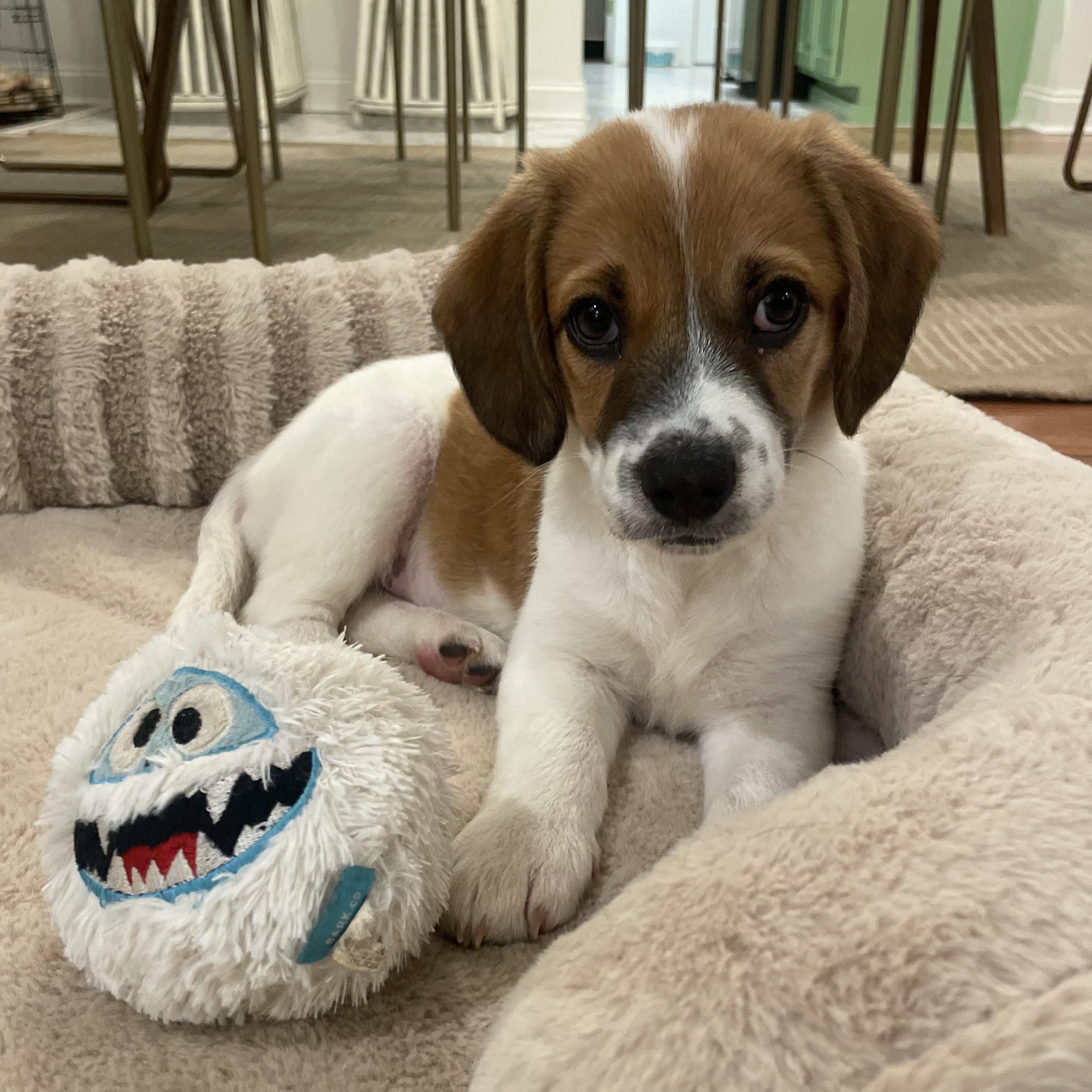 Teriyaki, ADOPTABLE, Puppy Female Beagle & Mixed Breed.
