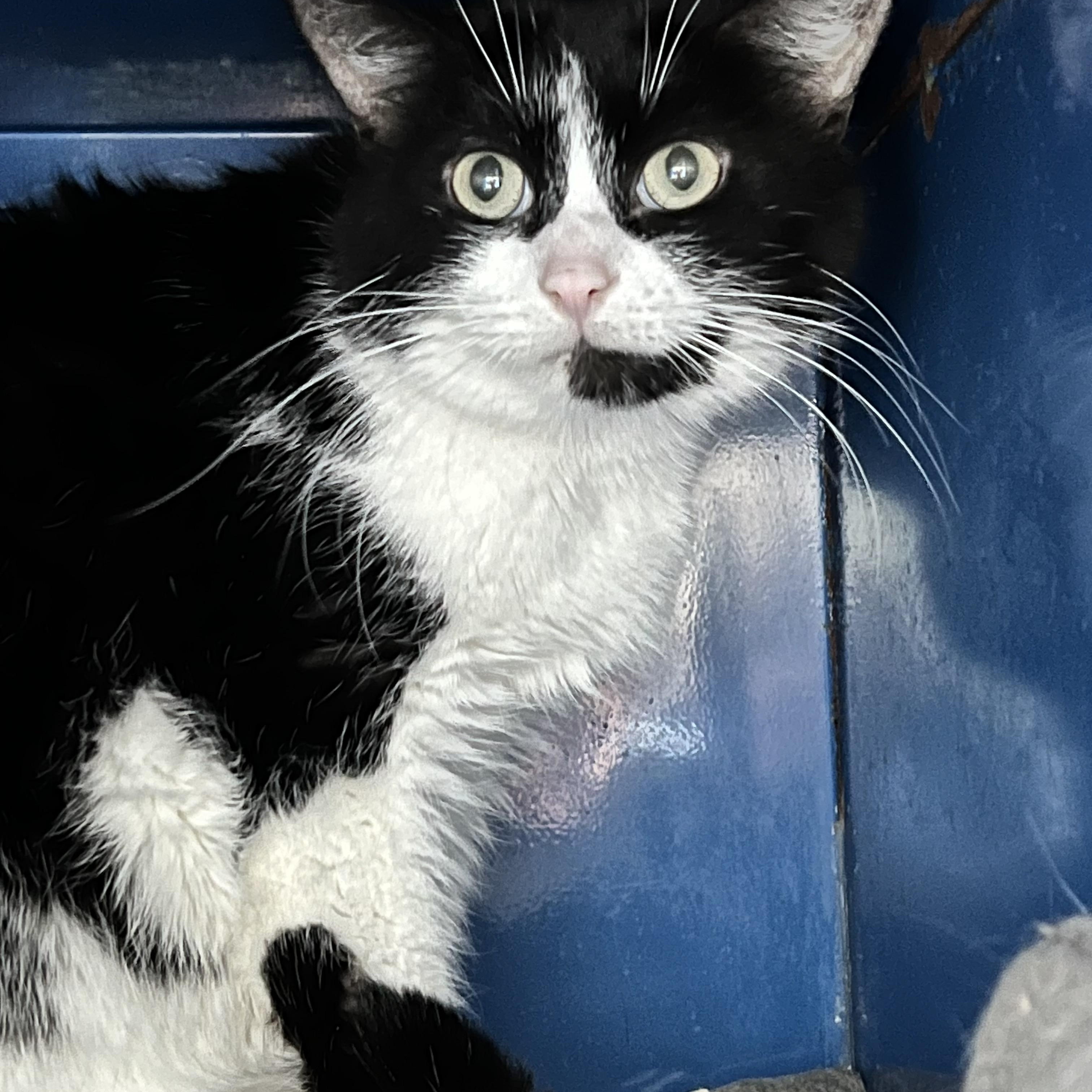 Dawson, an adoptable Domestic Short Hair in Sault Sainte Marie, MI image 2/6