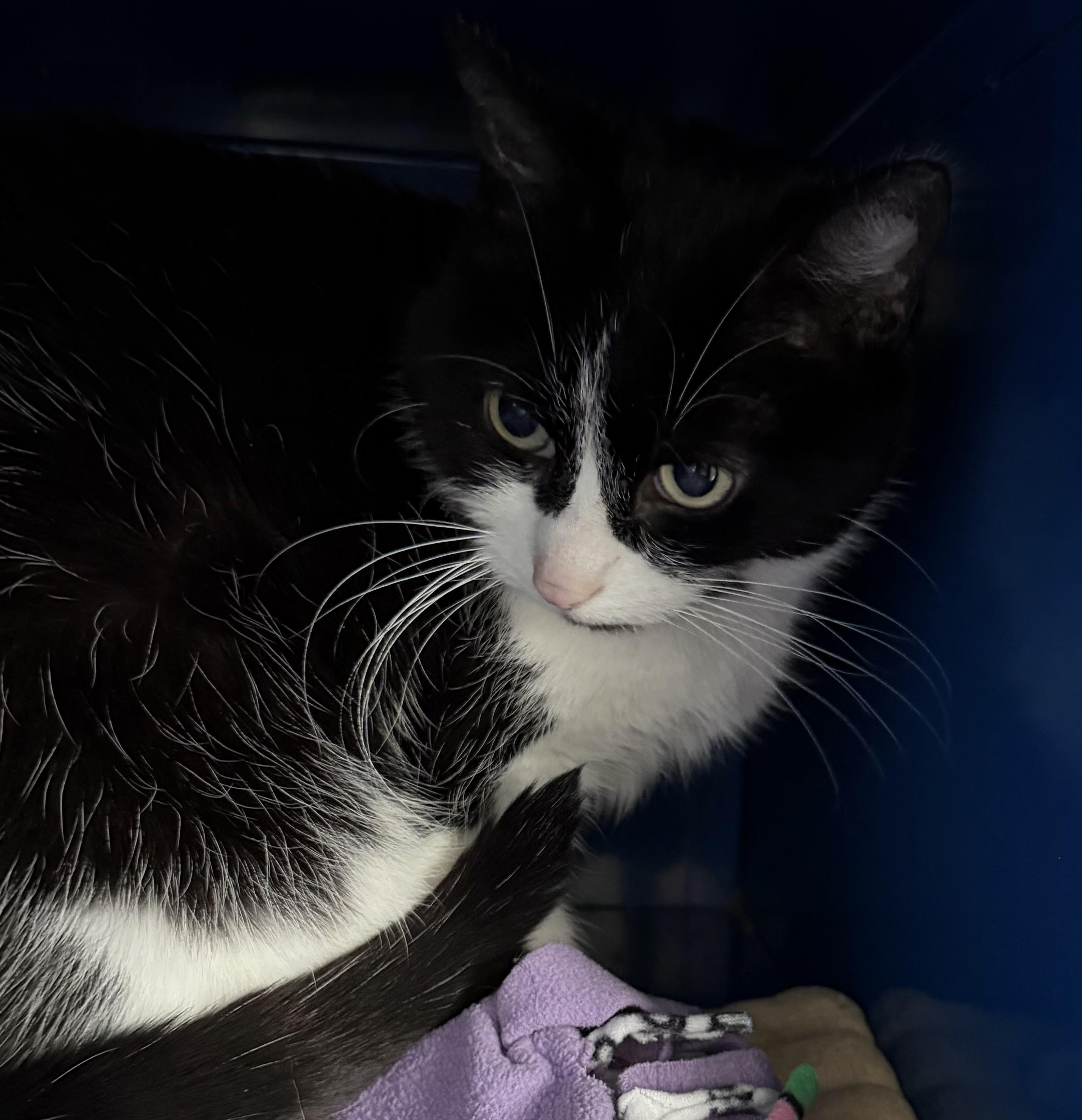 Dawson, an adoptable Domestic Short Hair in Sault Sainte Marie, MI image 6/6