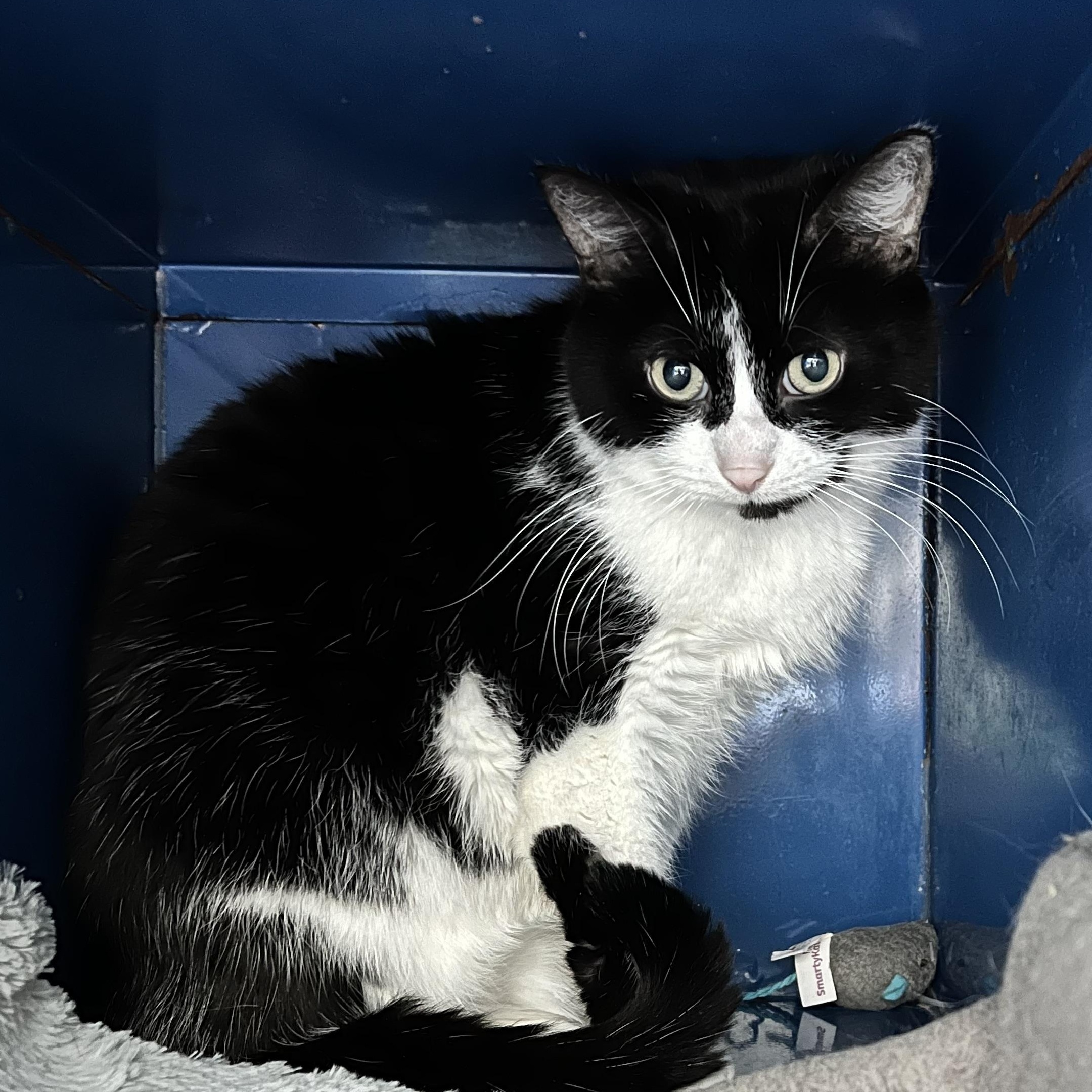 Dawson, an adoptable Domestic Short Hair in Sault Sainte Marie, MI image 1/6