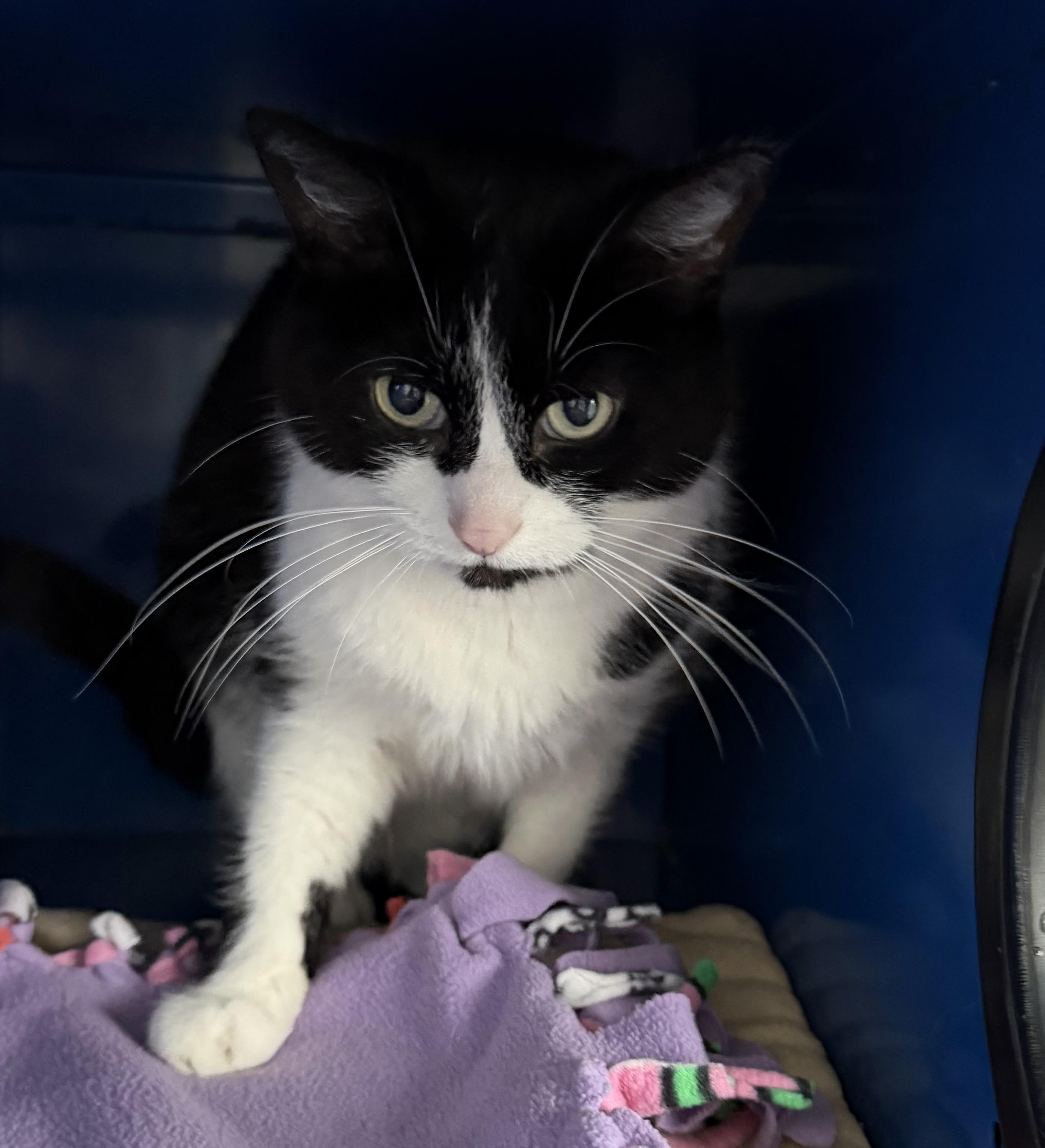 Dawson — thumbnail 4