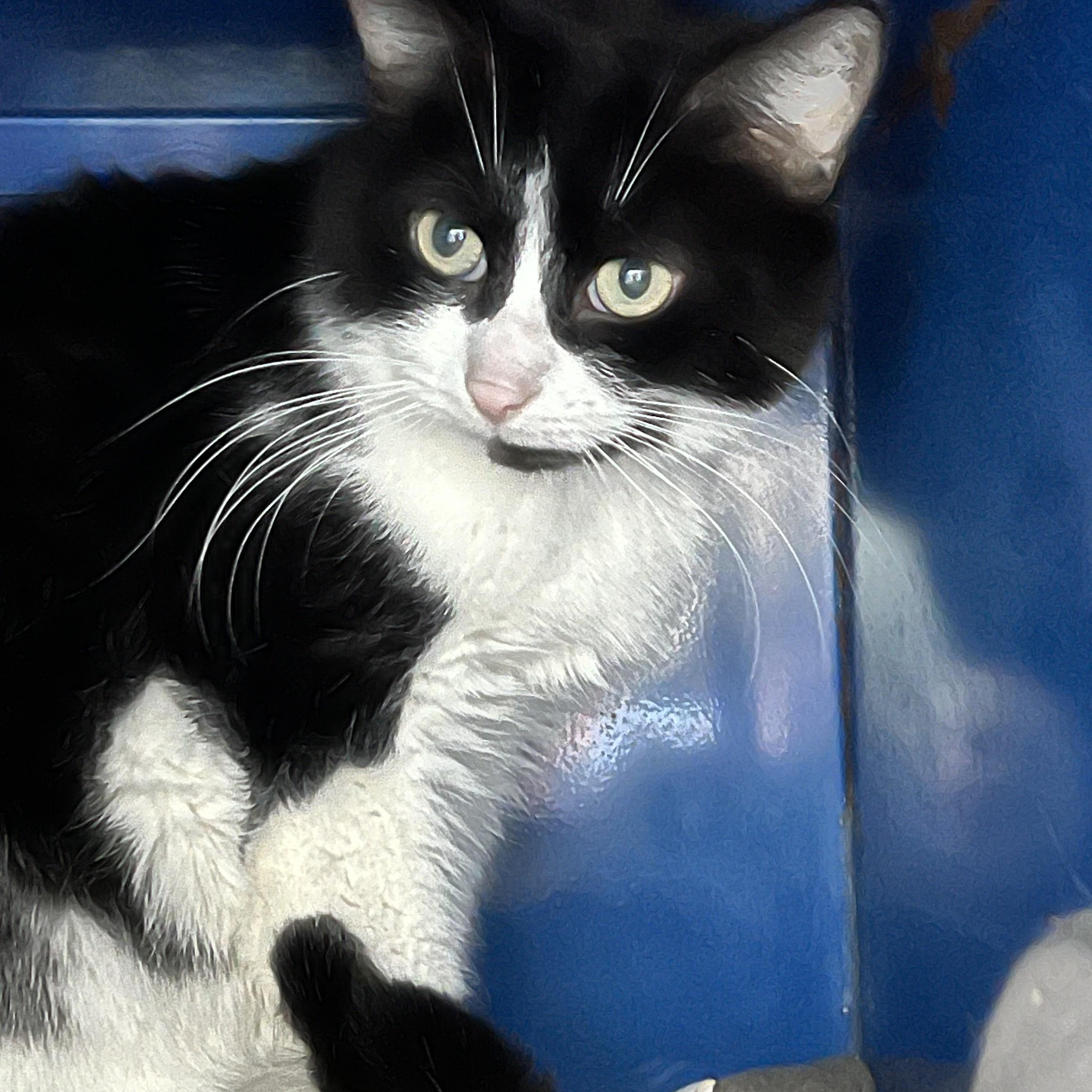 Dawson, an adoptable Domestic Short Hair in Sault Sainte Marie, MI image 3/6