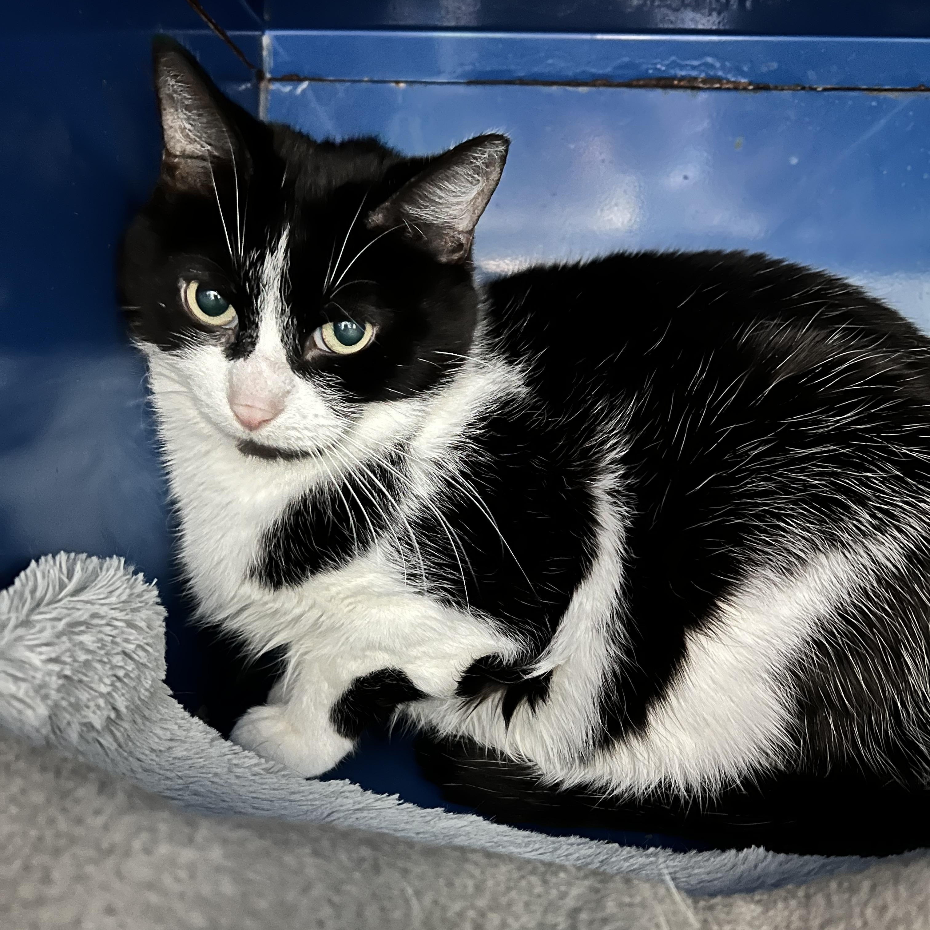 Dawson, an adoptable Domestic Short Hair in Sault Sainte Marie, MI image 4/6