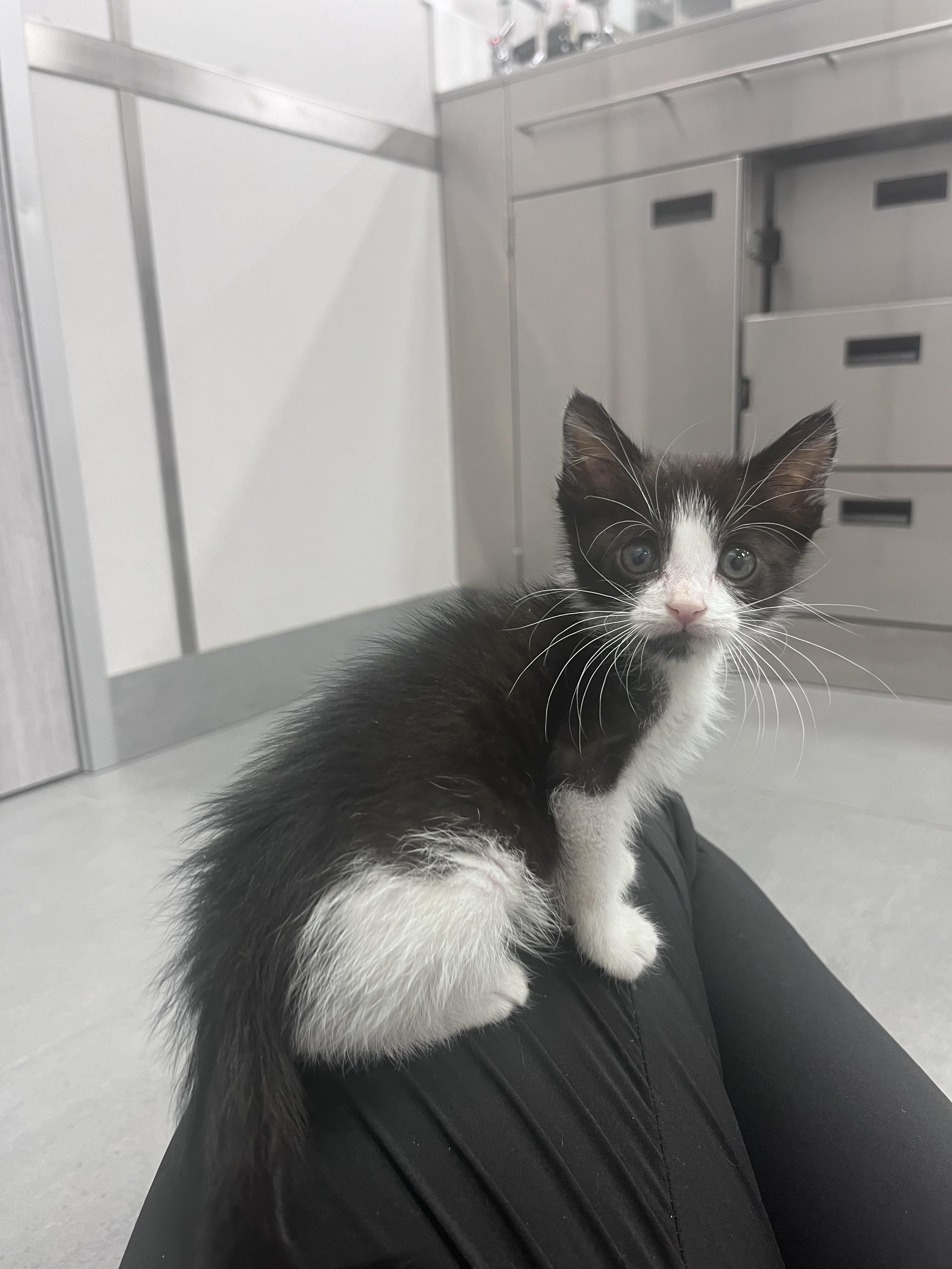 Enlarge Cuttlefish, a Adopted Domestic Short Hair in West Hollywood, CA image 1/3