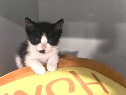 Enlarge Cuttlefish, a Adopted Domestic Short Hair in West Hollywood, CA image 2/3