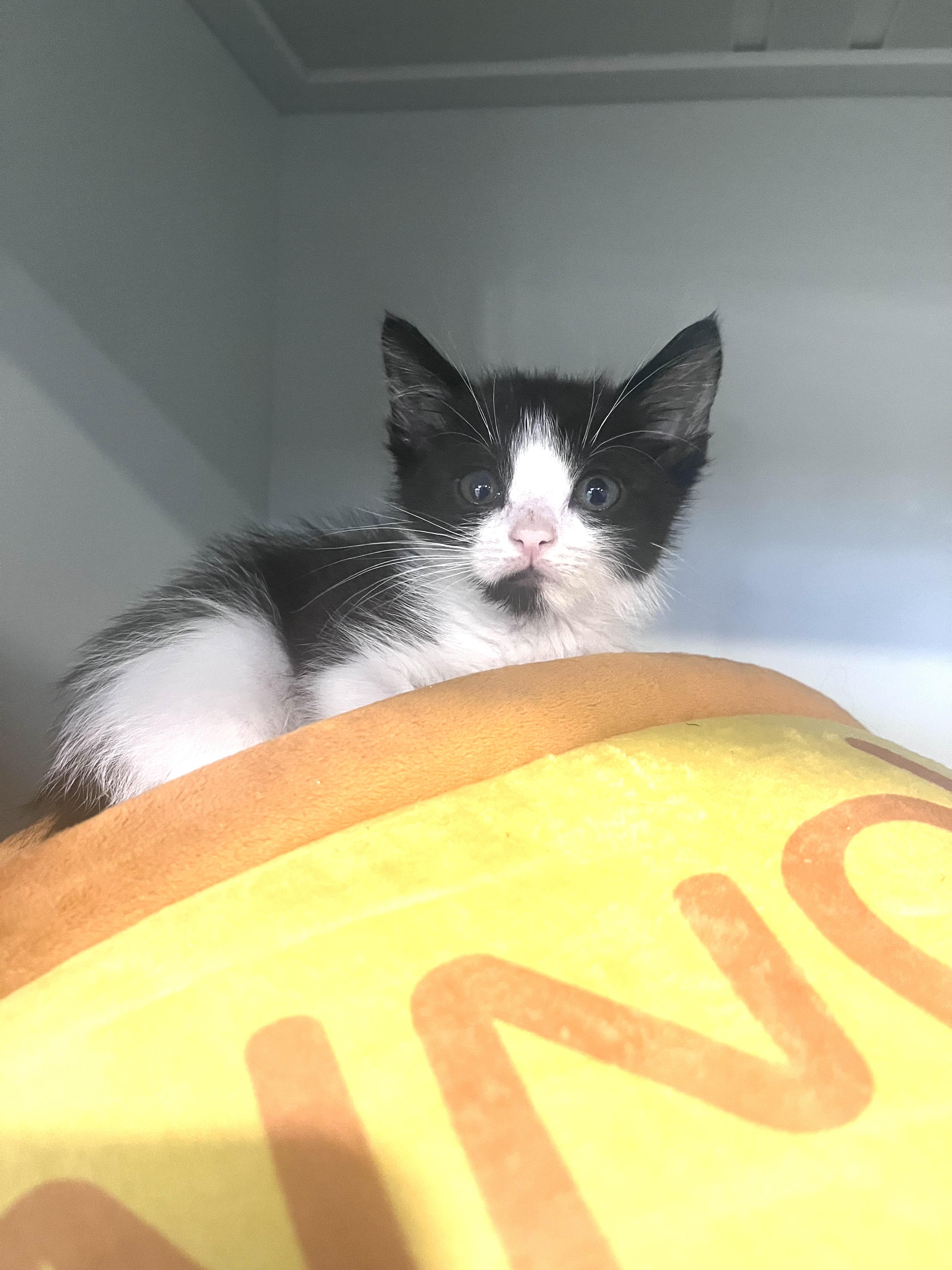 Enlarge Cuttlefish, a Adopted Domestic Short Hair in West Hollywood, CA image 3/3