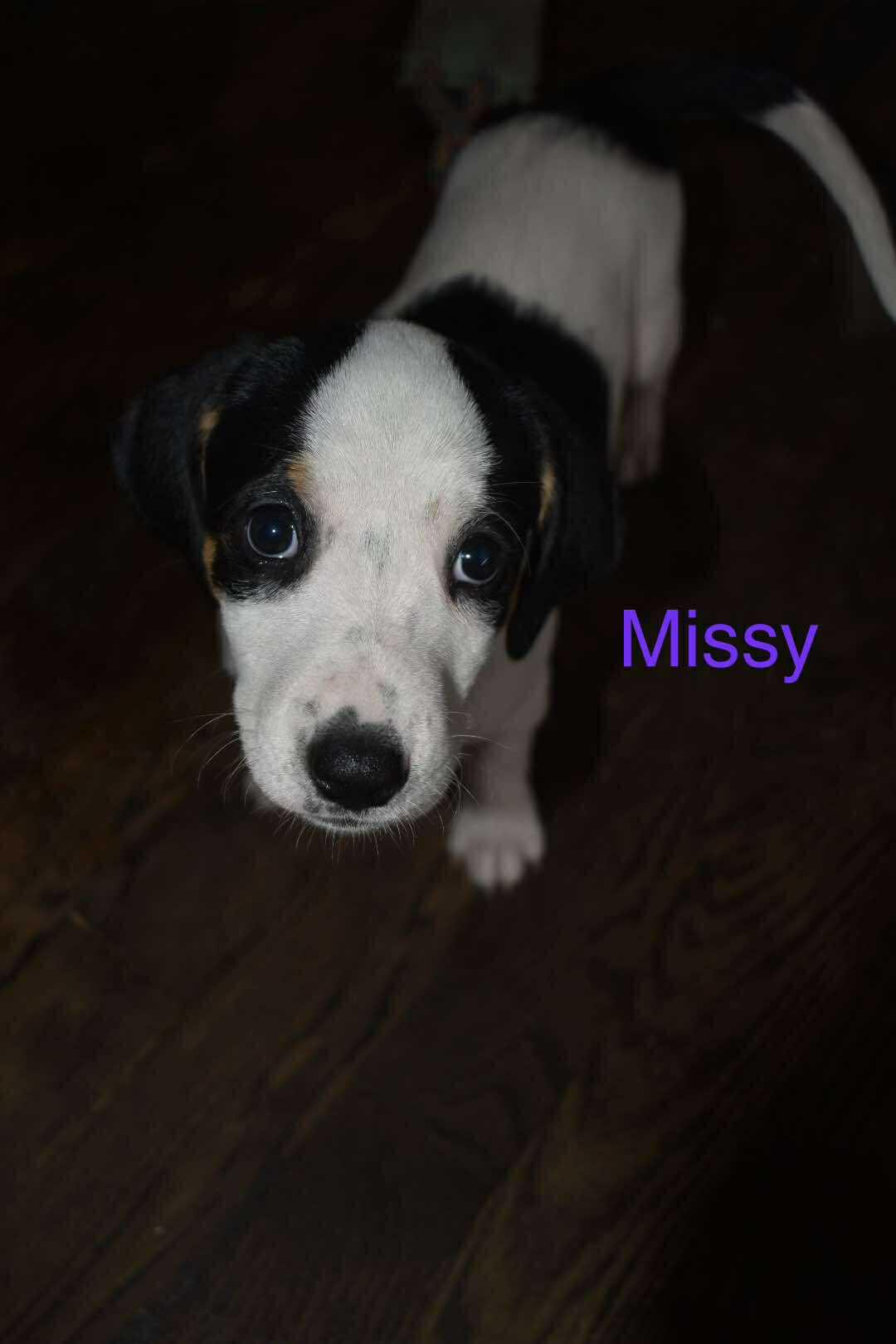 Missy, a Adoptable mixed breed in East Amherst, NY image 1/2