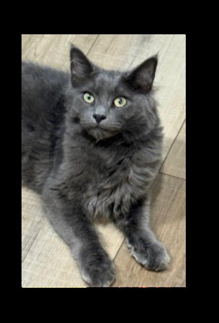Sutra Sailor, Adoptable, Kitten Female Nebelung & Maine Coon.