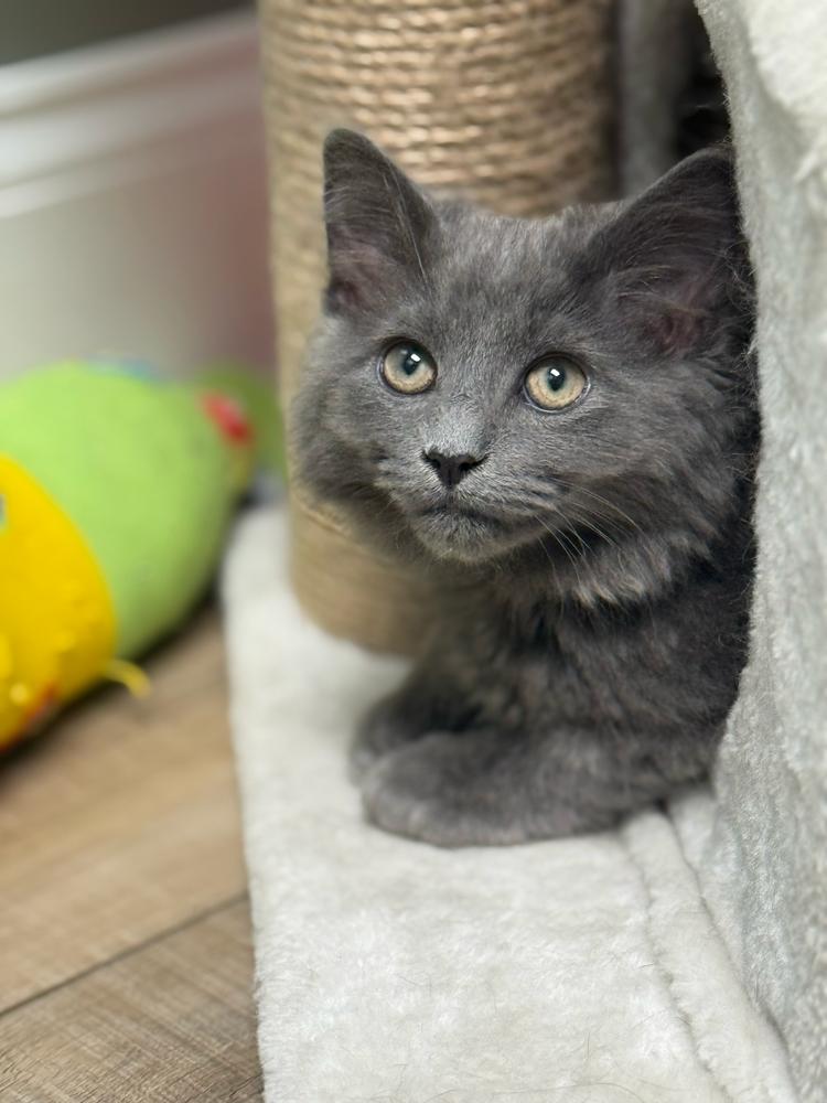 Sutra Sailor thumbnail 6