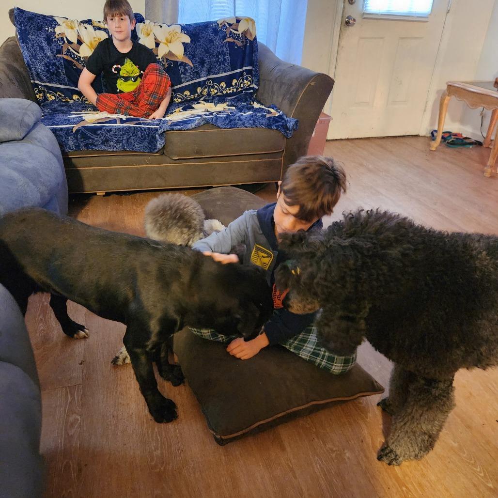 Rudy, a Adoptable mixed breed in Bessemer, AL image 1/6