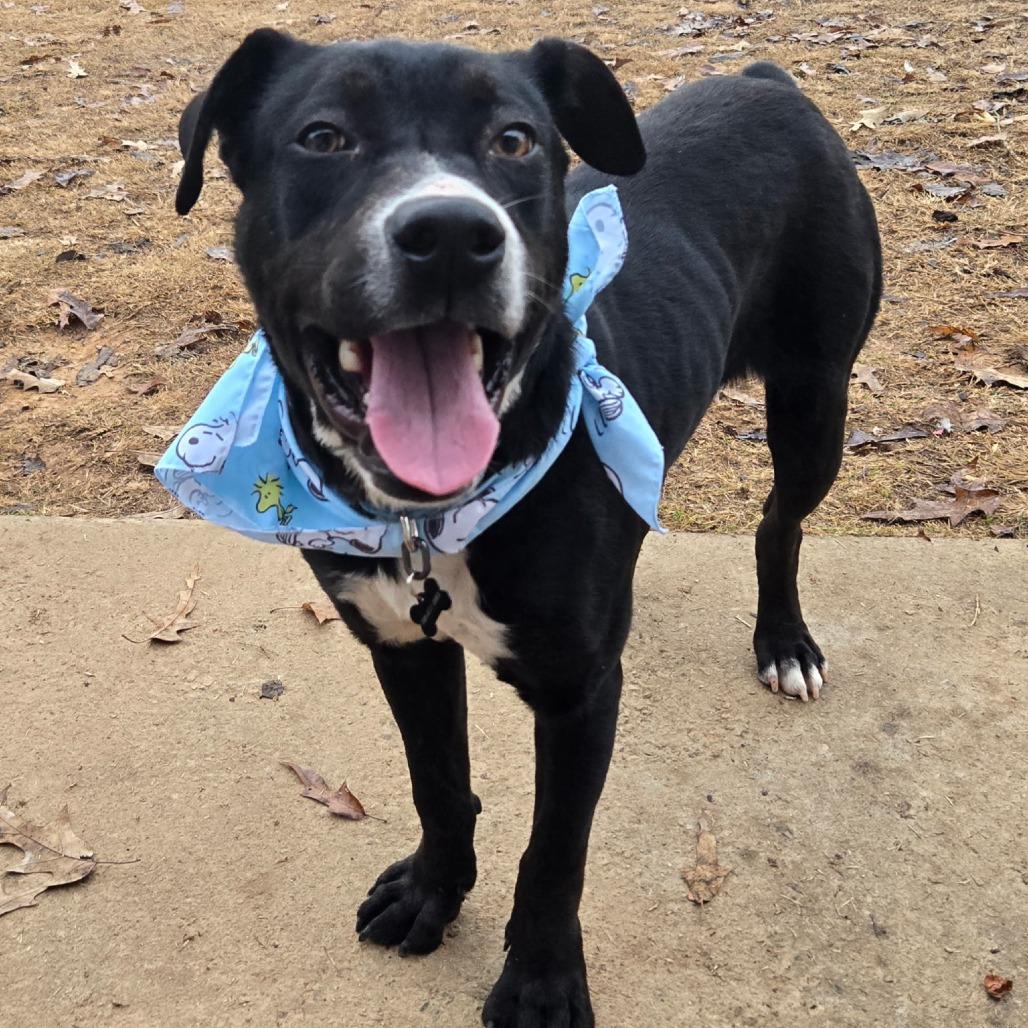 Rudy, a Adoptable mixed breed in Bessemer, AL image 2/6