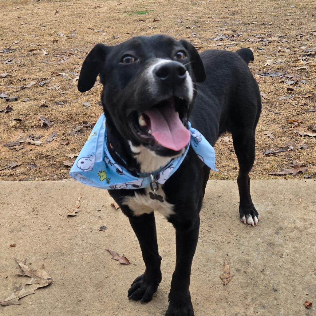 Rudy, a Adoptable mixed breed in Bessemer, AL image 3/6