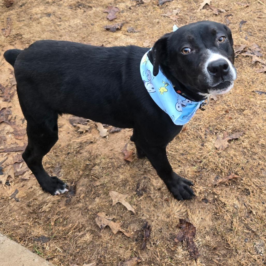 Rudy, a Adoptable mixed breed in Bessemer, AL image 4/6