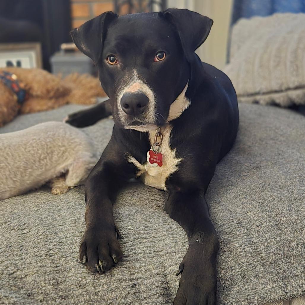 Rudy, a Adoptable mixed breed in Bessemer, AL image 5/6