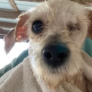 Enlarge Benny, an adopted mixed breed in Dripping Springs, TX image 4/5