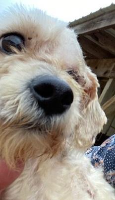 benny, ADOPTABLE, Adult Male Terrier.