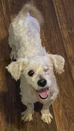 Enlarge Benny, an adopted mixed breed in Dripping Springs, TX image 1/5